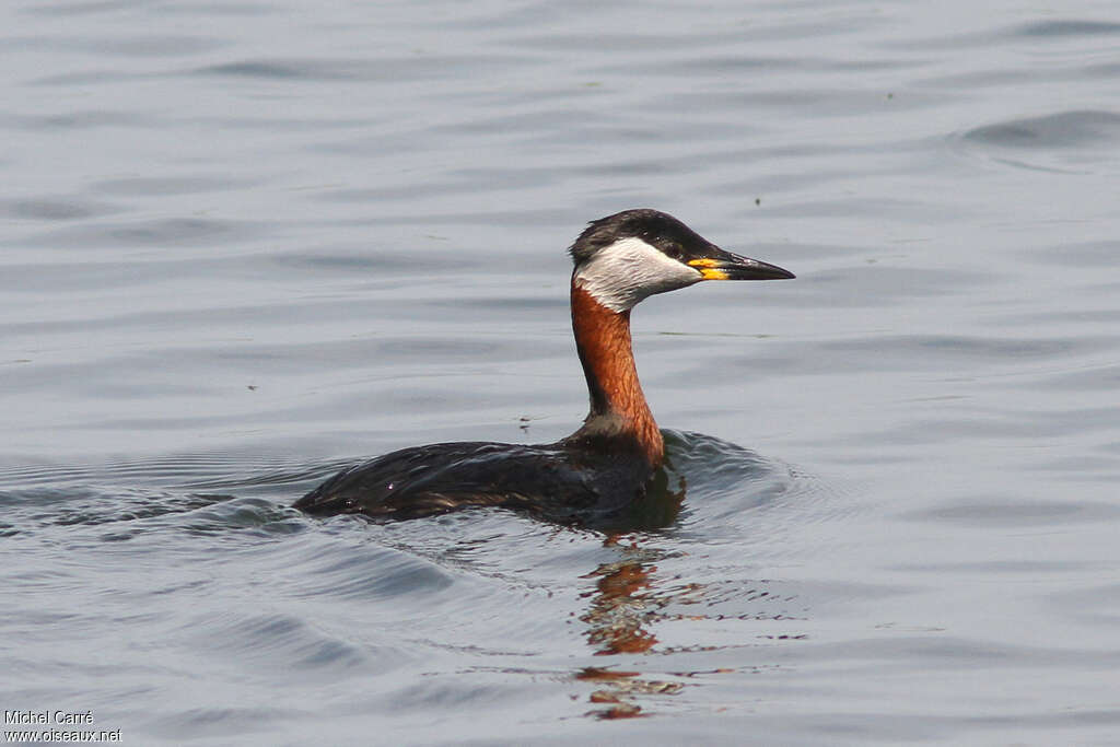 Red-necked Grebeadult breeding, identification