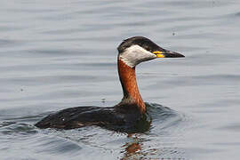 Red-necked Grebe