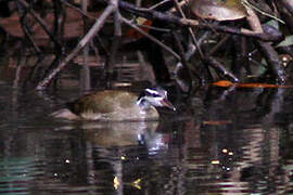 Sungrebe