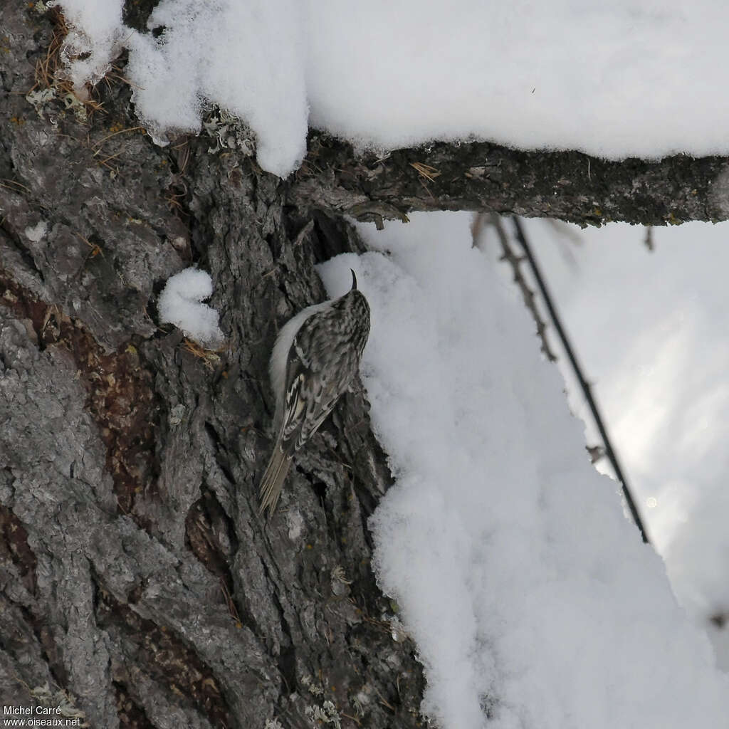 Eurasian Treecreeperadult, camouflage, walking, fishing/hunting, Behaviour