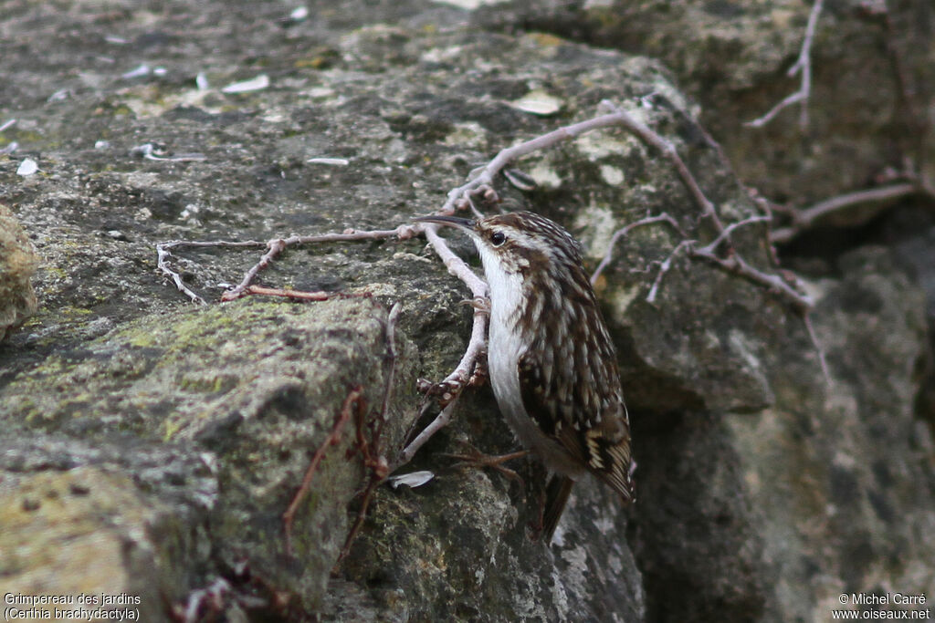 Short-toed Treecreeper