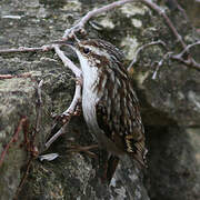 Short-toed Treecreeper