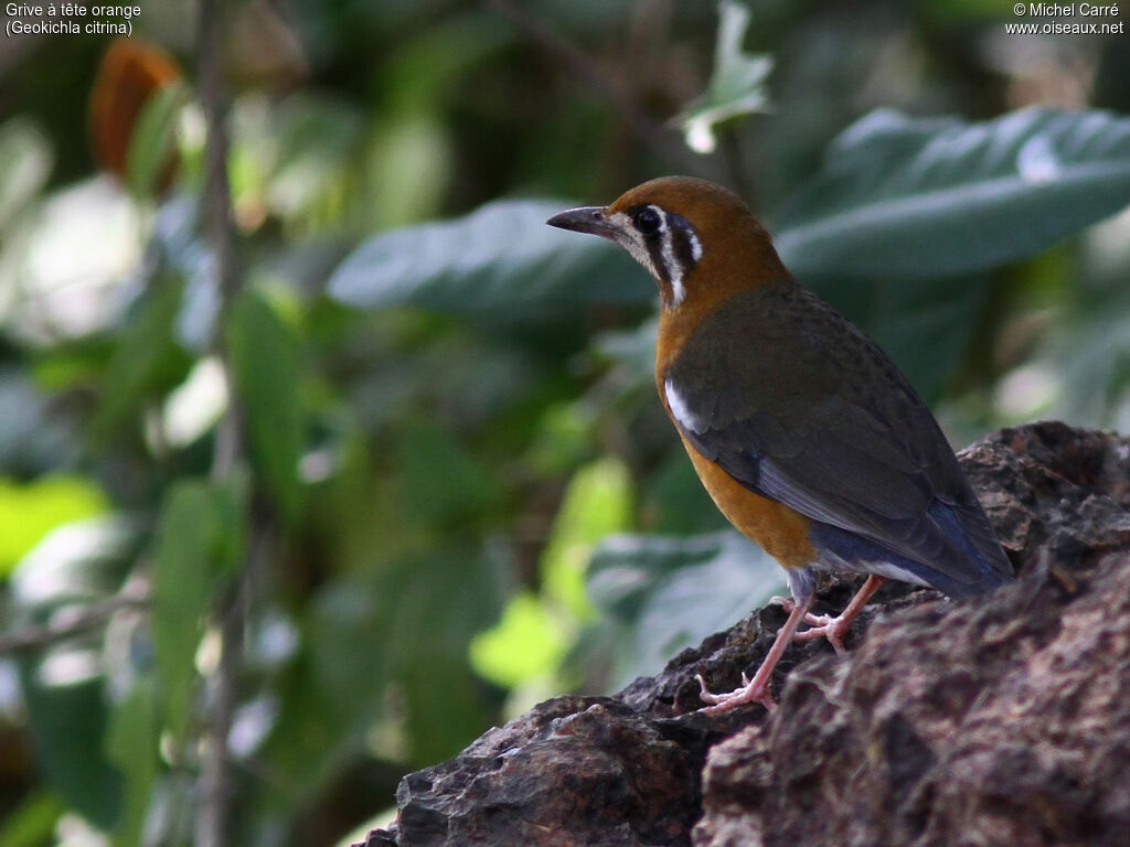 Orange-headed Thrushadult