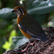 Orange-headed Thrush