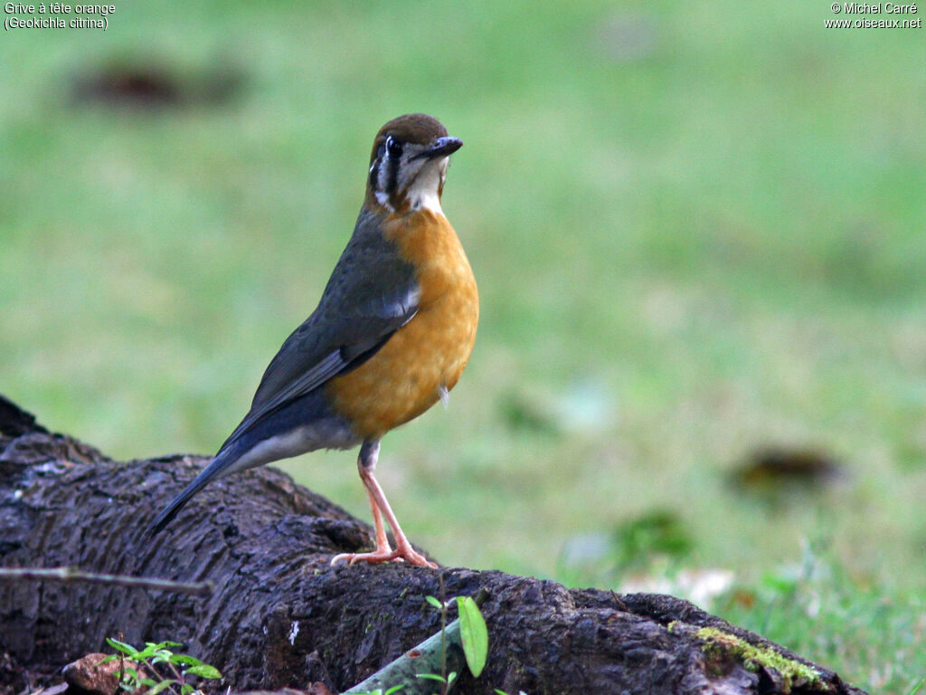 Orange-headed Thrushadult