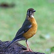 Orange-headed Thrush