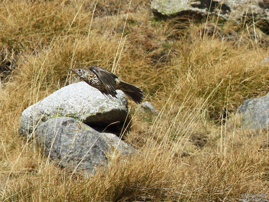 Mistle Thrush, Flight