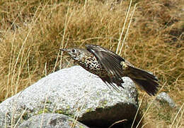 Mistle Thrush