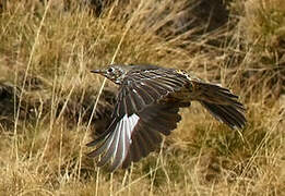 Mistle Thrush