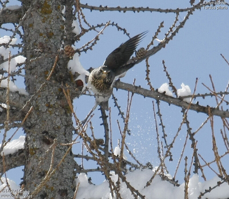 Fieldfare