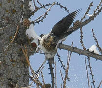 Fieldfare