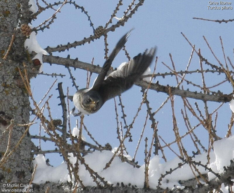 Fieldfare