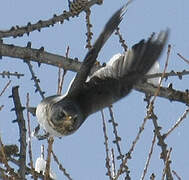 Fieldfare