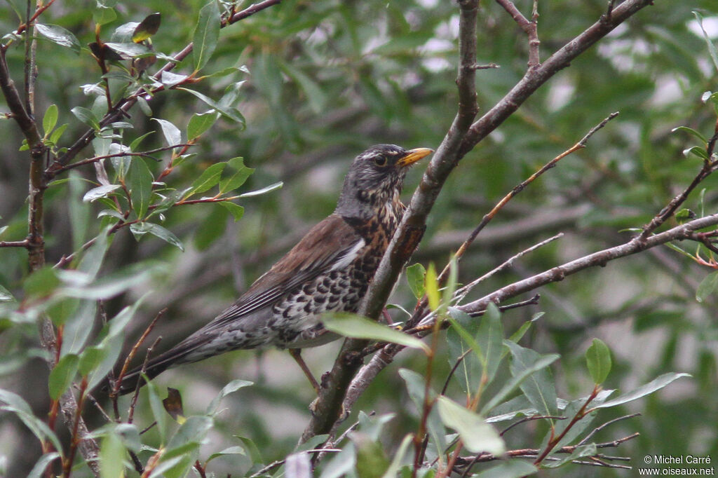 Fieldfare