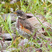 Redwing