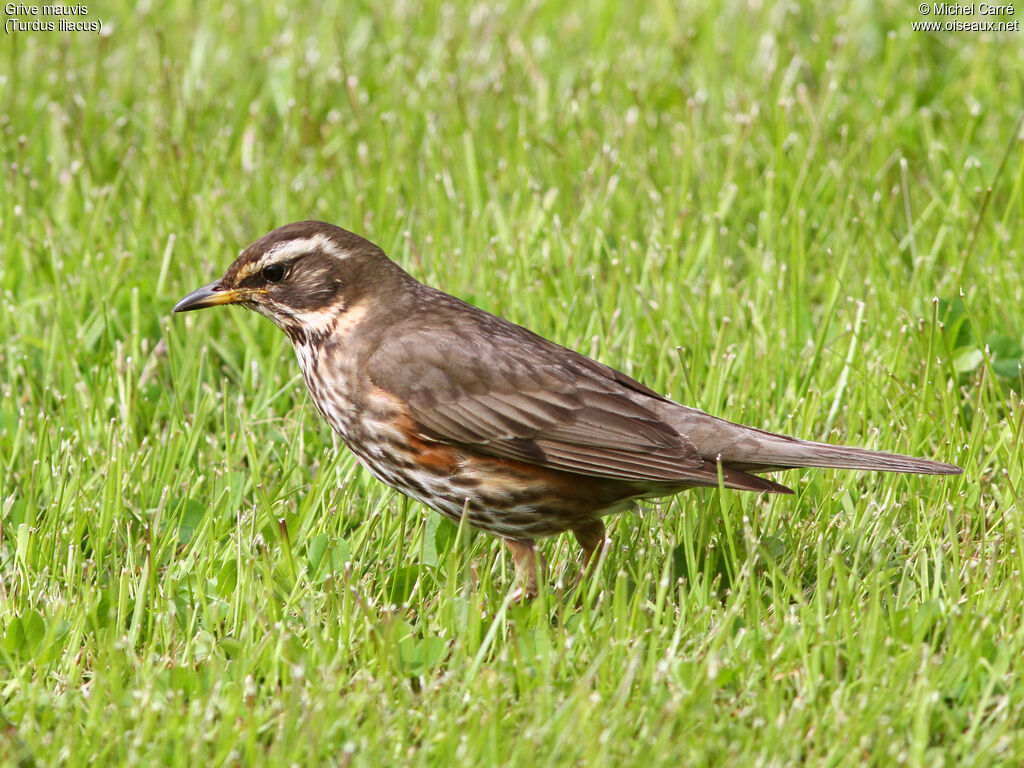 Redwingadult