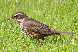 Redwing