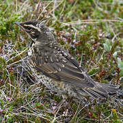 Redwing