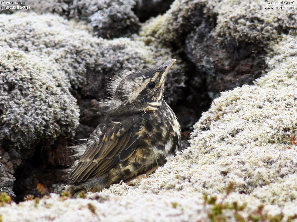 RedwingPoussin, moulting