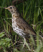 Song Thrush