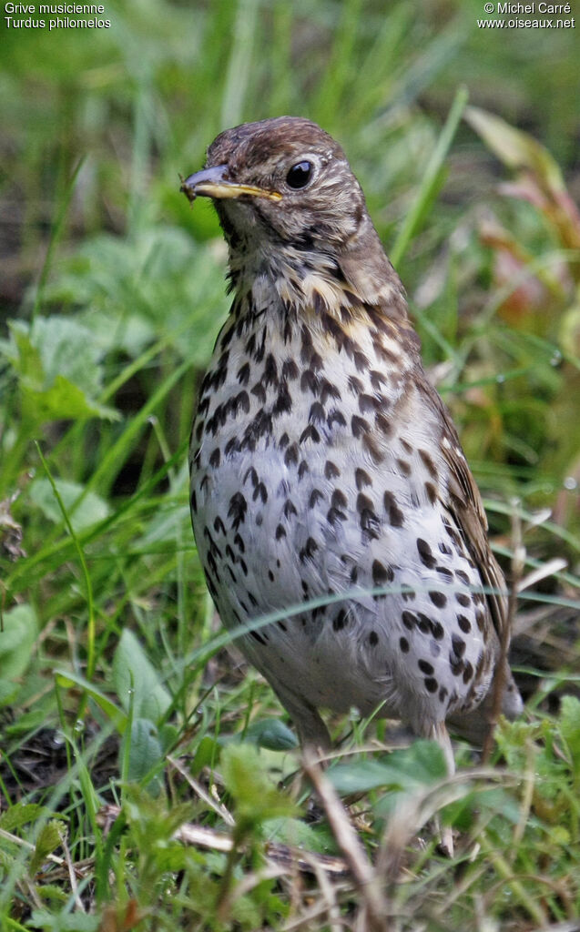 Song Thrush