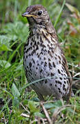 Song Thrush