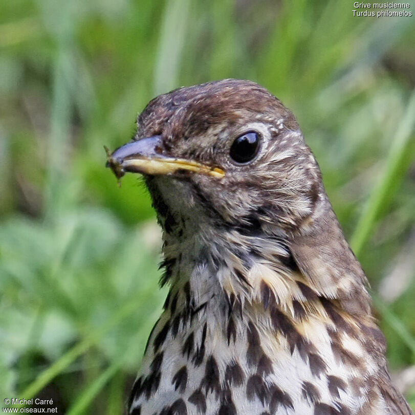 Song Thrush