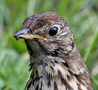 Song Thrush