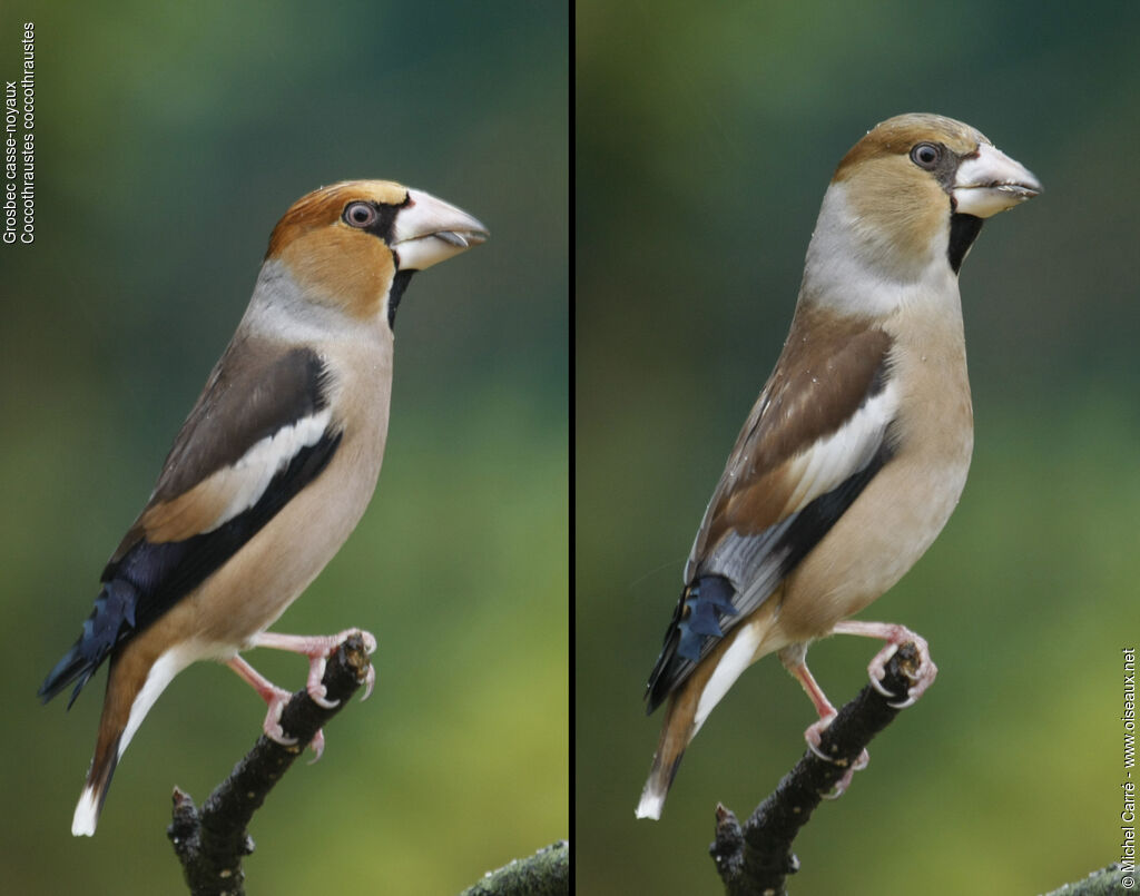 Hawfinch adult