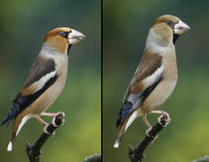 Hawfinch