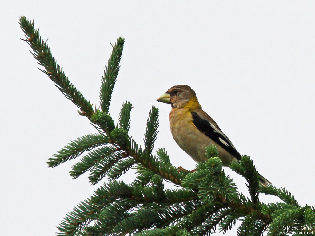 Evening Grosbeak female adult