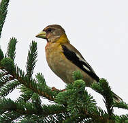 Evening Grosbeak