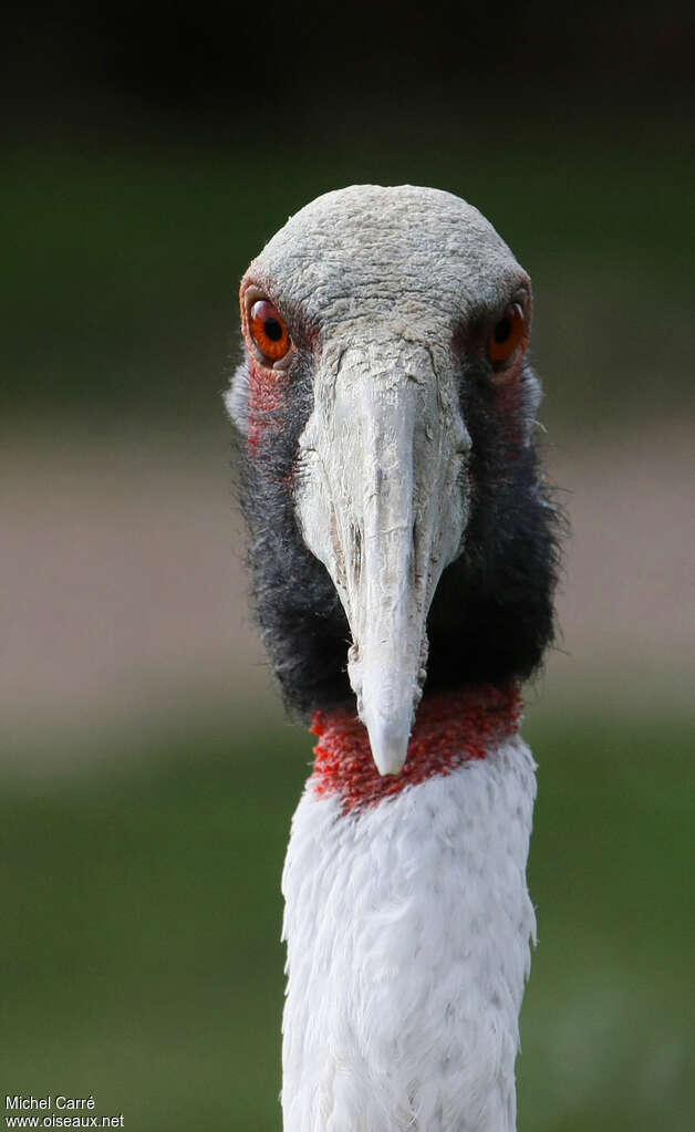 Sarus Craneadult, close-up portrait