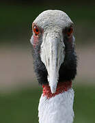 Sarus Crane