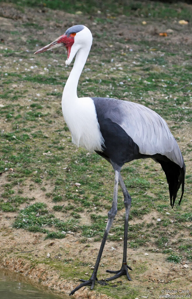 Wattled Crane