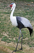 Wattled Crane