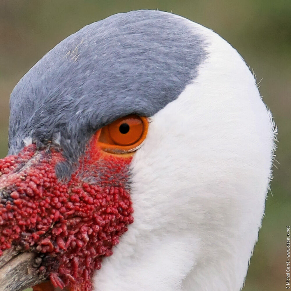 Wattled Crane