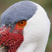 Wattled Crane