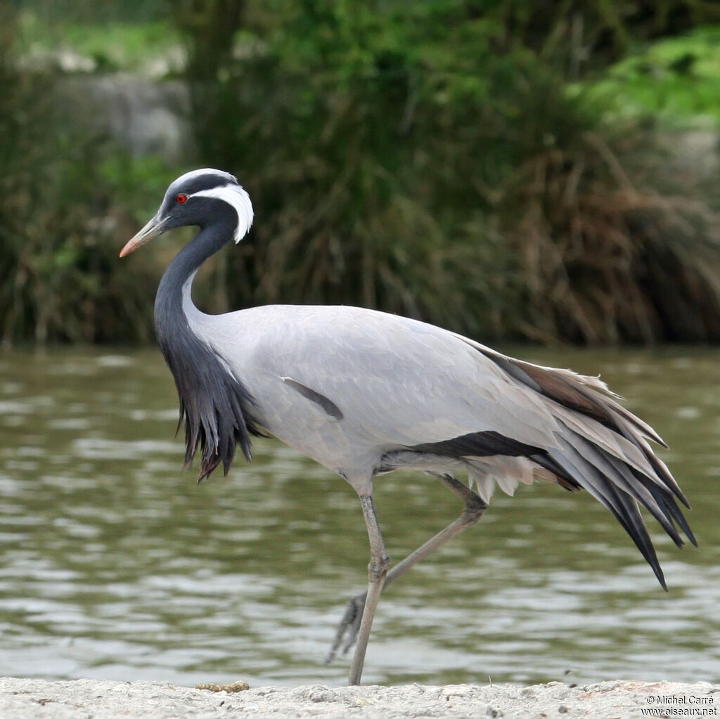 Grue demoiselleadulte