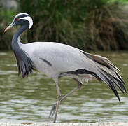 Demoiselle Crane