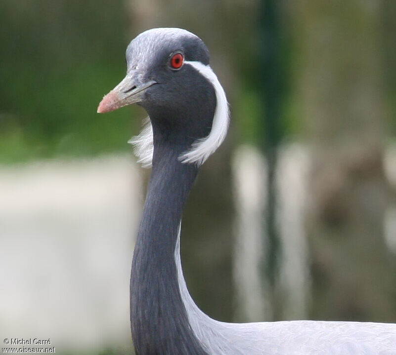 Grue demoiselleadulte