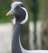 Demoiselle Crane