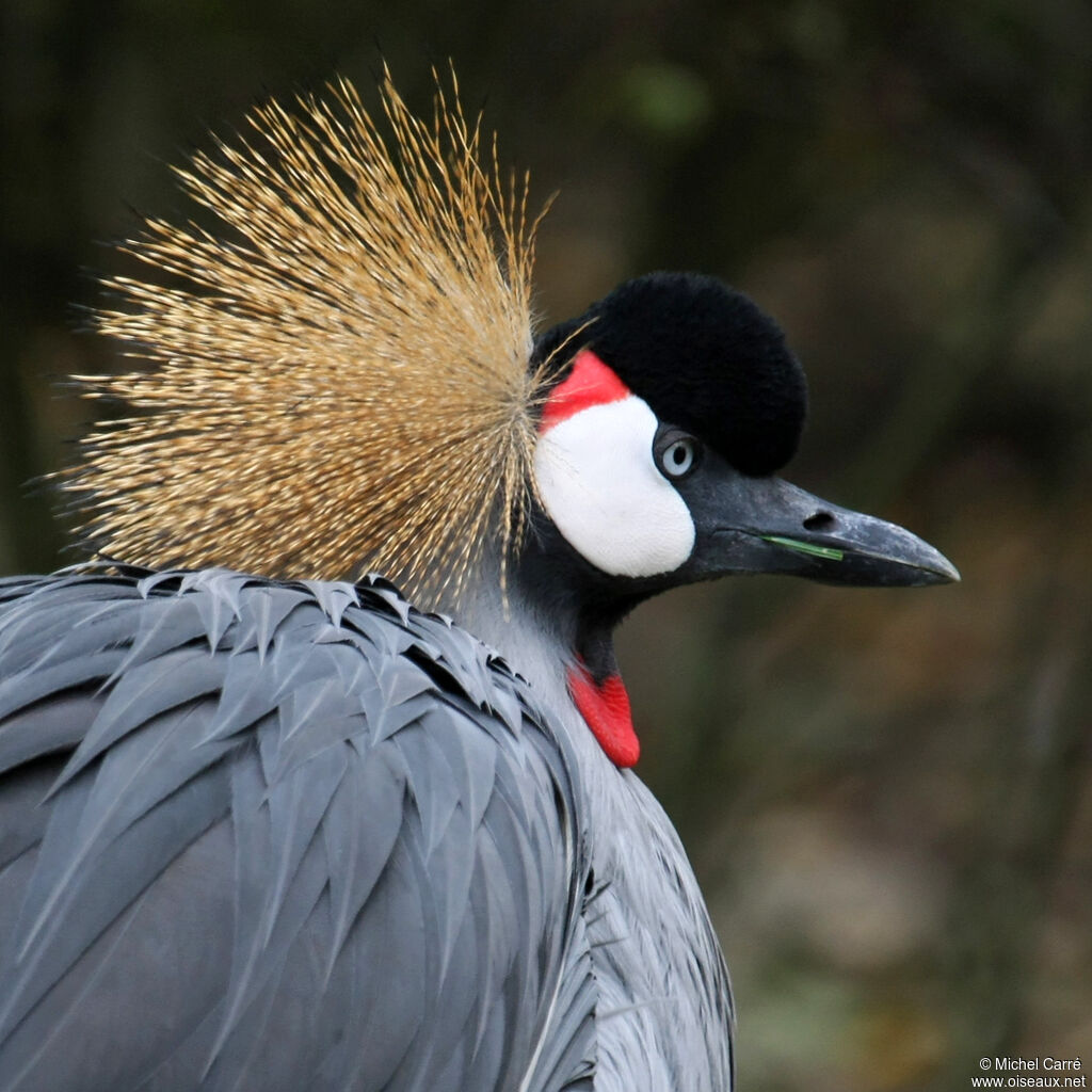 Grey Crowned Craneadult