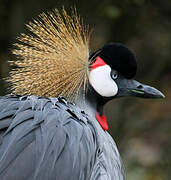 Grey Crowned Crane