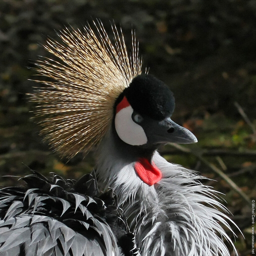 Grey Crowned Crane