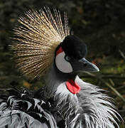 Grey Crowned Crane