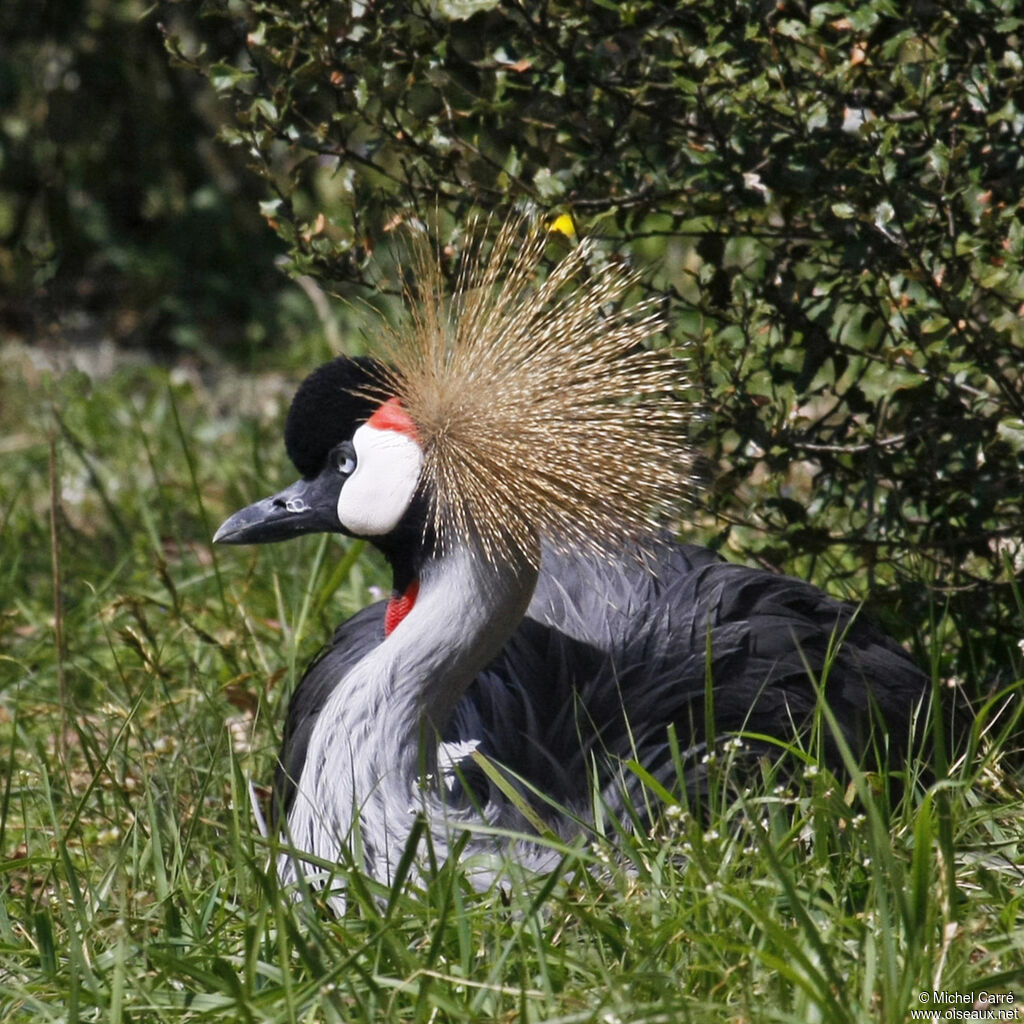 Grey Crowned Crane