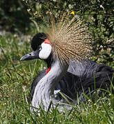 Grey Crowned Crane