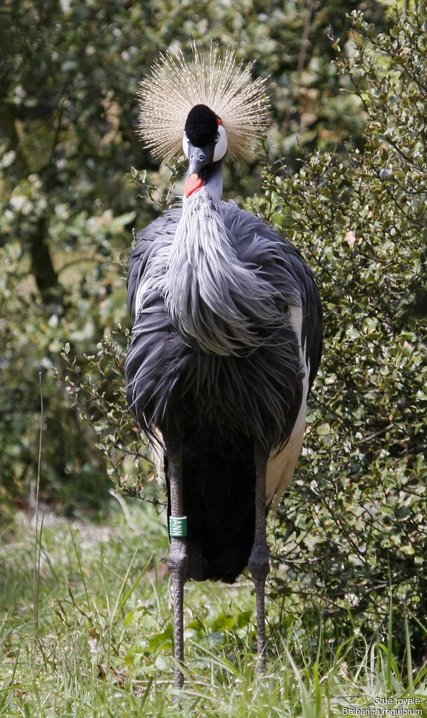 Grey Crowned Crane