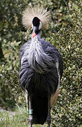 Grey Crowned Crane